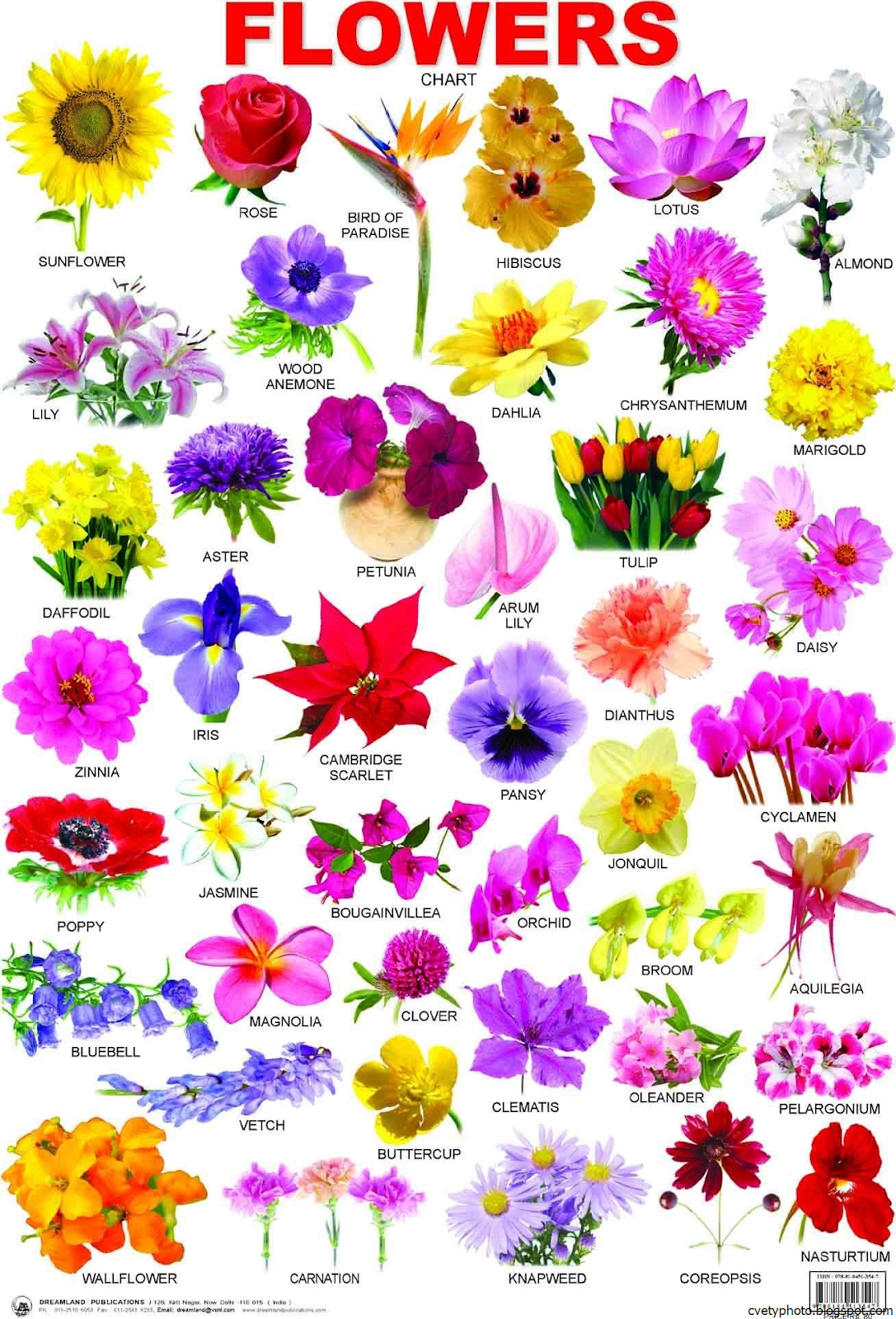 Какие цветы на букву а. Цветы названия. Цветы список названий. Название цветочного. Названия цветов растений.