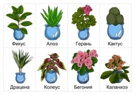 Карточки с названиями комнатных цветов
