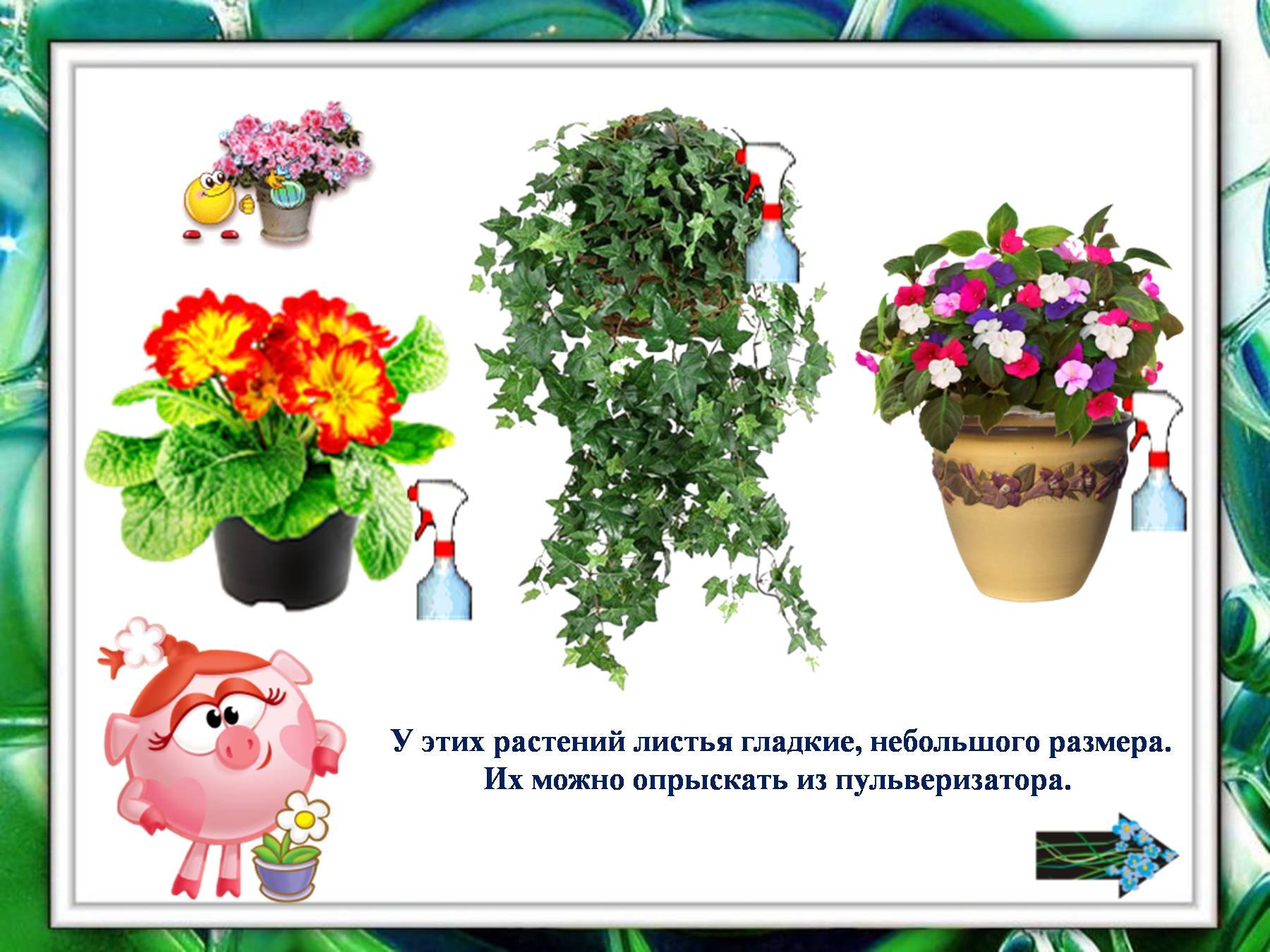 Домашние цветы группы. Комнатные растения для детсада. Комнатные цветы для дошкольников. Комнатные растения для детей дошкольного возраста. Комнатные цветы для детей дошкольного возраста.