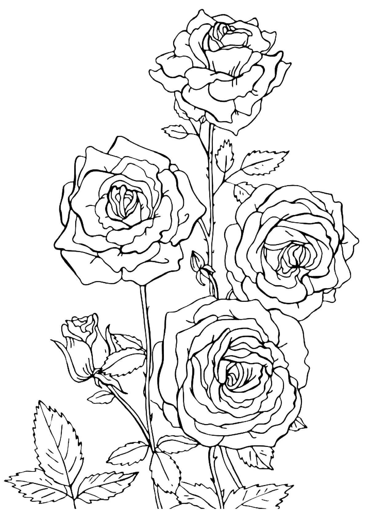 Раскраска розы в вазе 49 фото