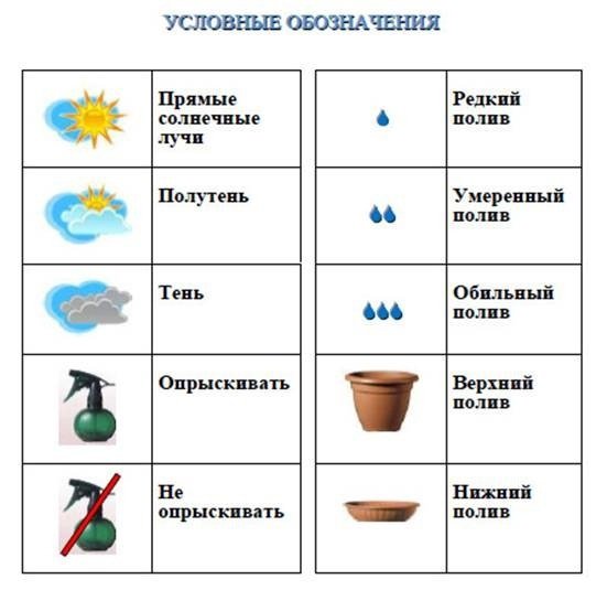 Схема ухаживания за комнатными растениями в детском саду