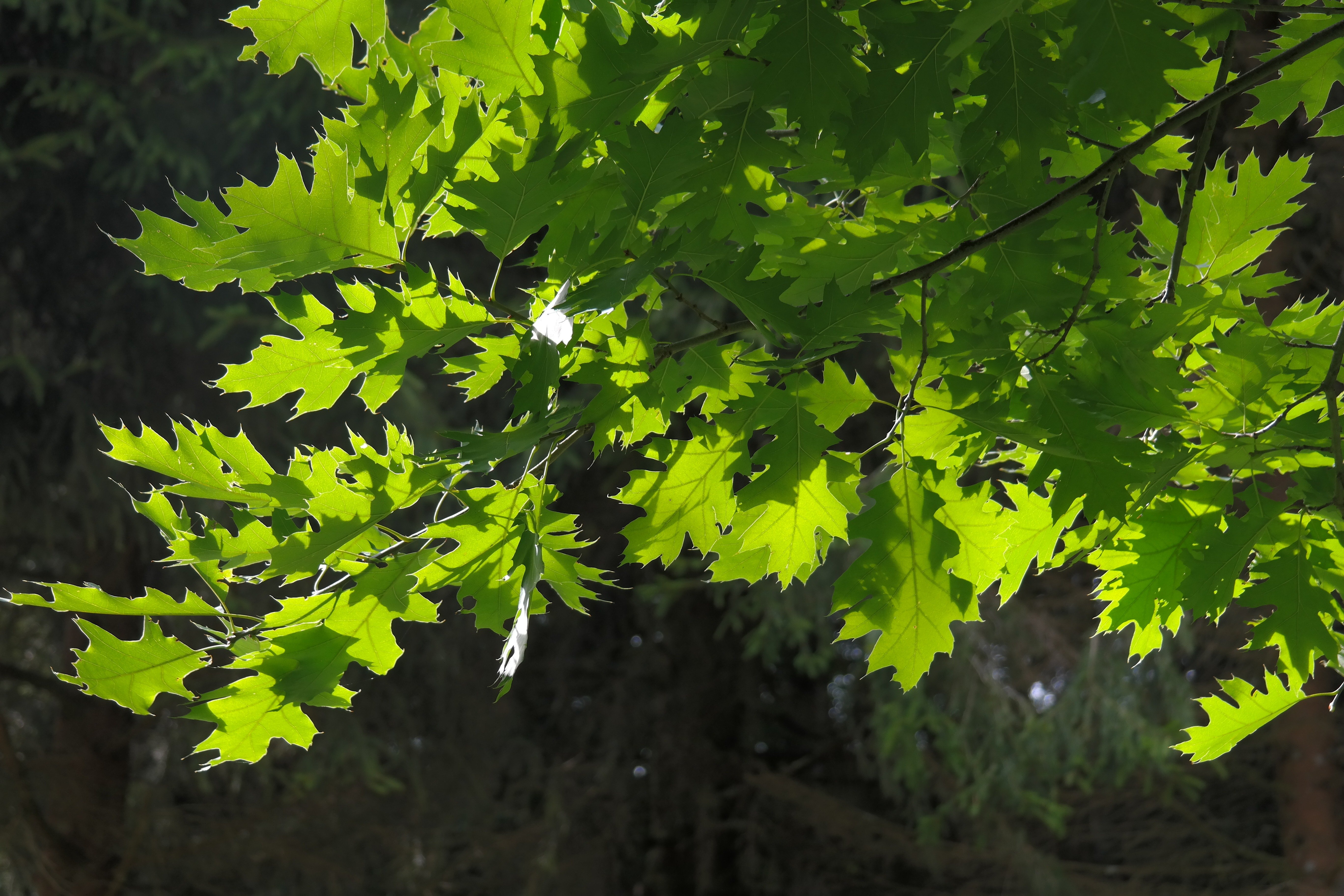 Песня лист зеленый лист резной. Клен широколиственный. Quercus rubra (дуб красный) 'Aurea'. Клен дерево листья. Клен листопадный листья.