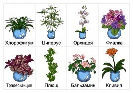 Комнатные растения задания для детей