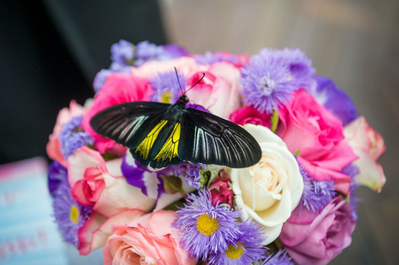 Живые бабочки с цветами. Букет и бабочка. Красивый букет с бабочками. Букет цветов с живыми бабочками. Живые бабочки.
