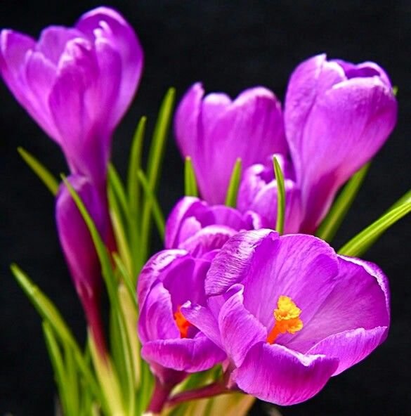 Amazing Flowers