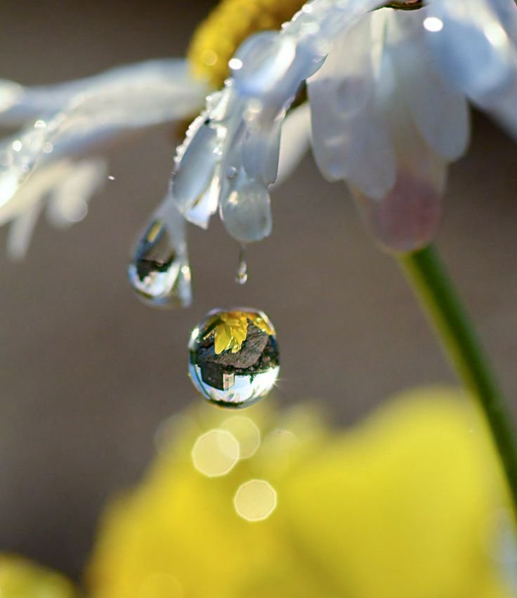 Картинки капли дождя на цветке (70 фото)