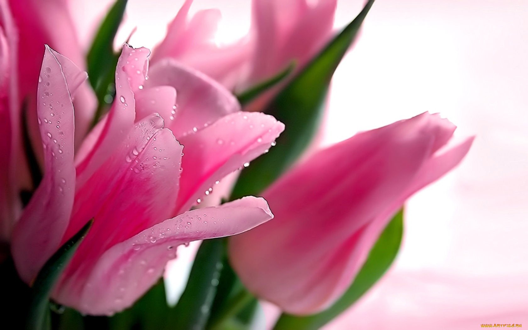 Пожелания друзьям весенние картинки. Розовые тюльпаны. Нежные тюльпаны. Пожелания. Красивые пожелания друзьям в стихах.
