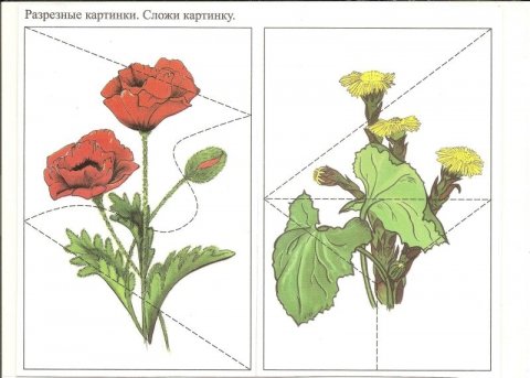 Разрезные картинки цветов для дошкольников
