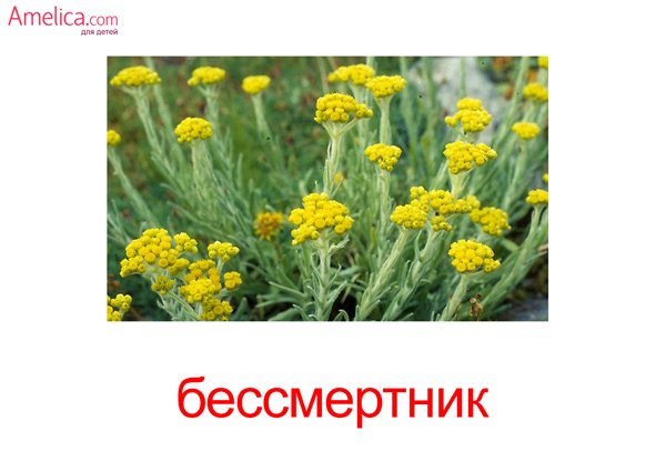 Карточки Домана цветы полевые