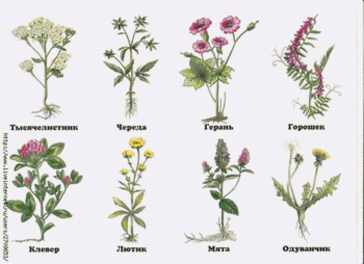 Полные названия растений. Травянистые растения. Полевые растения названия. Полевые растения картинки с названиями. Название полевых цветов.