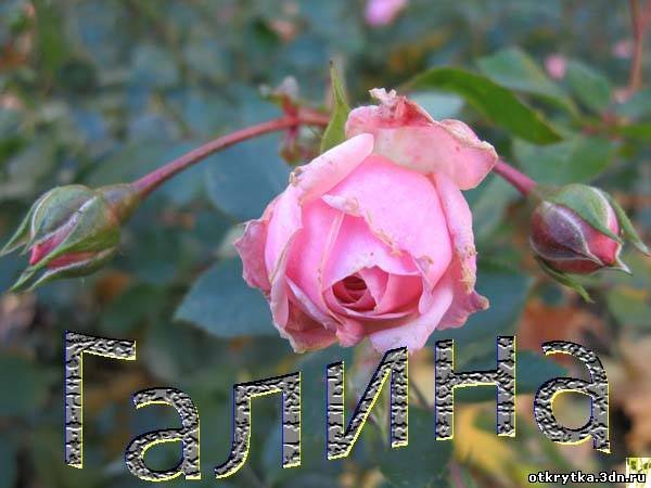 Цветы для Галины