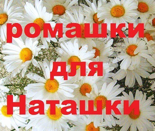 Ромашки для Наташки