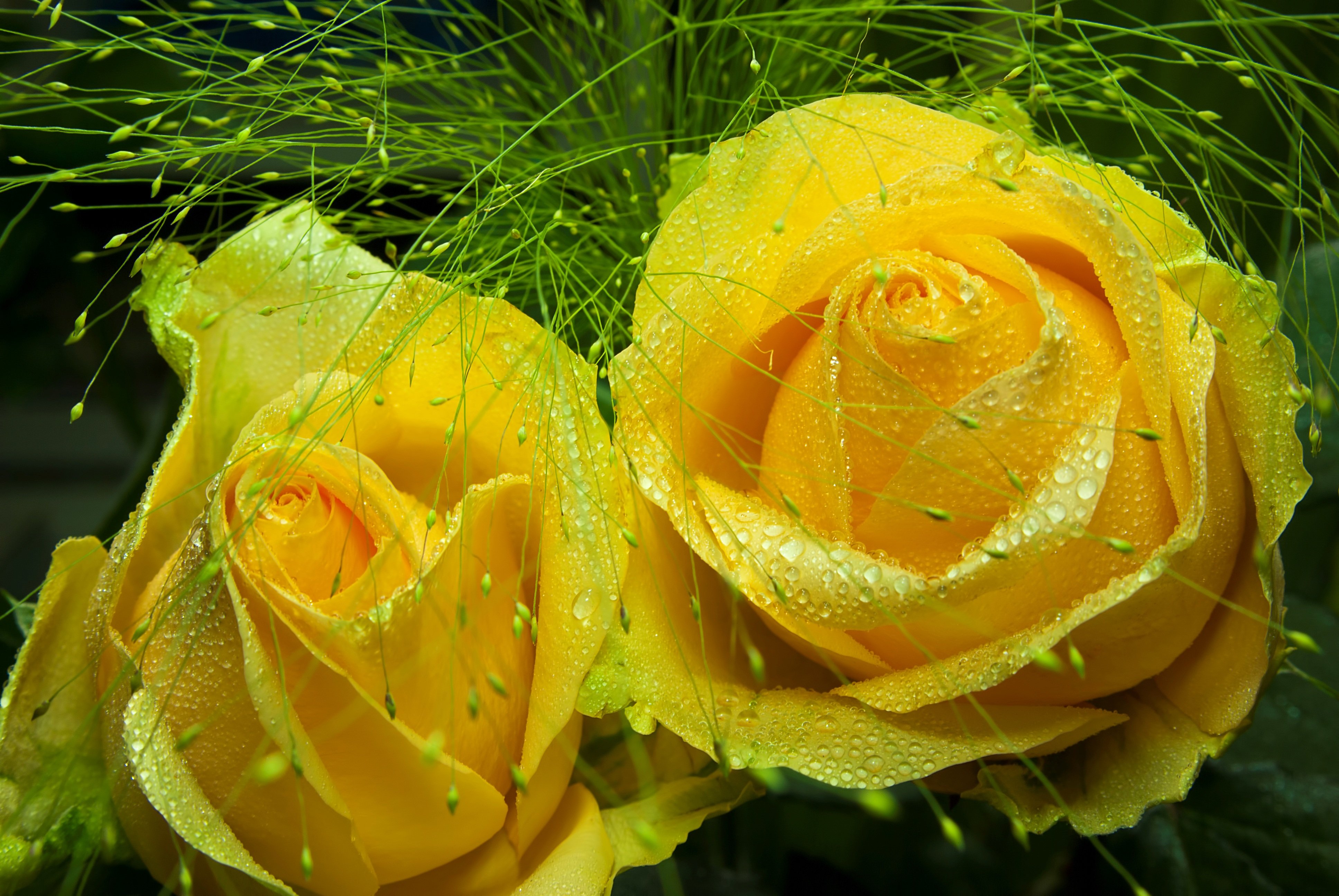 Желтые розочки. Желтые кустовые розы.