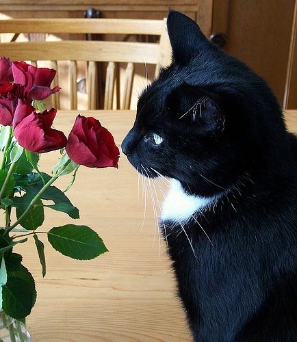 Весна коты