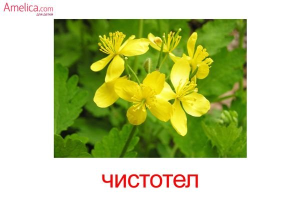 Карточки лекарственные растения для детей