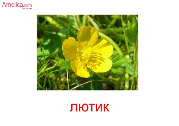 Карточки Домана цветы растения