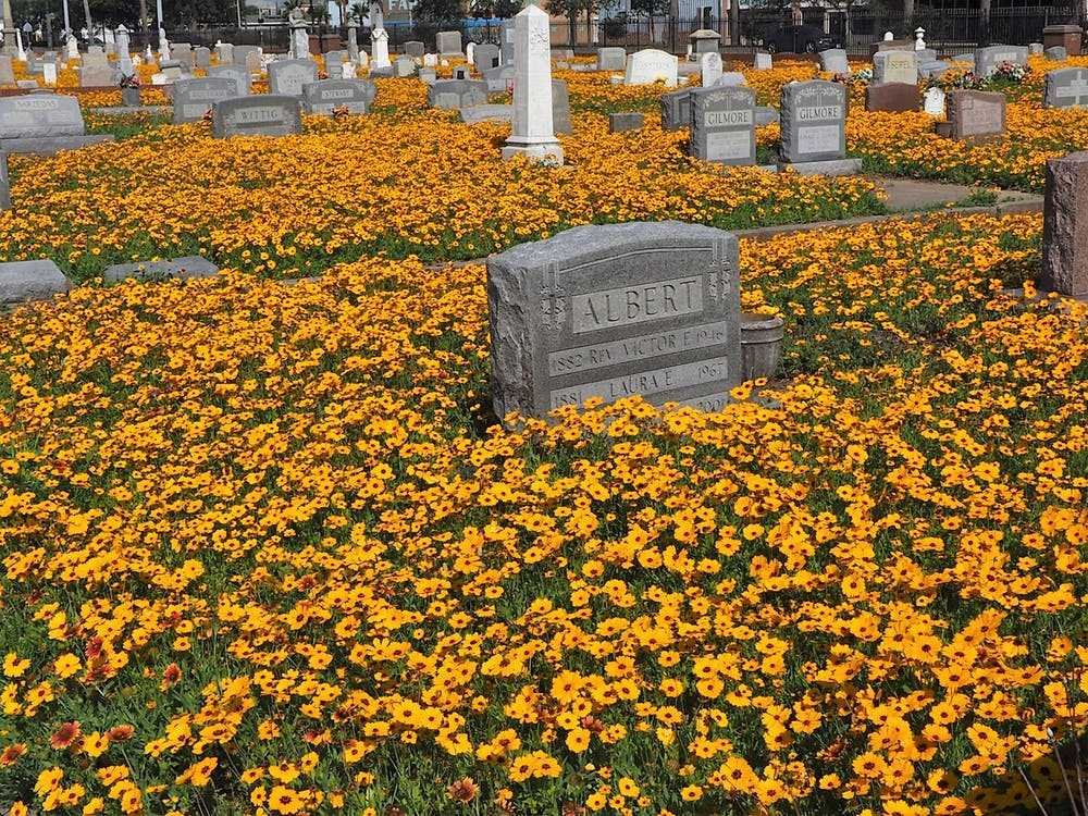 Какой цветок можно посадить на кладбище многолетние. Цветы на кладбище. Могильные цветы. Растения на могилу. Желтые цветы на кладбище.