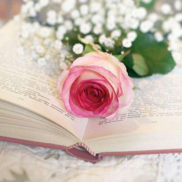 Роза на книге