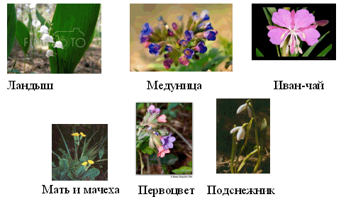 Первые весенние цветы для детей
