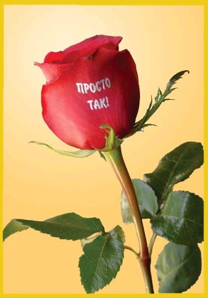 Красивые розы с надписью