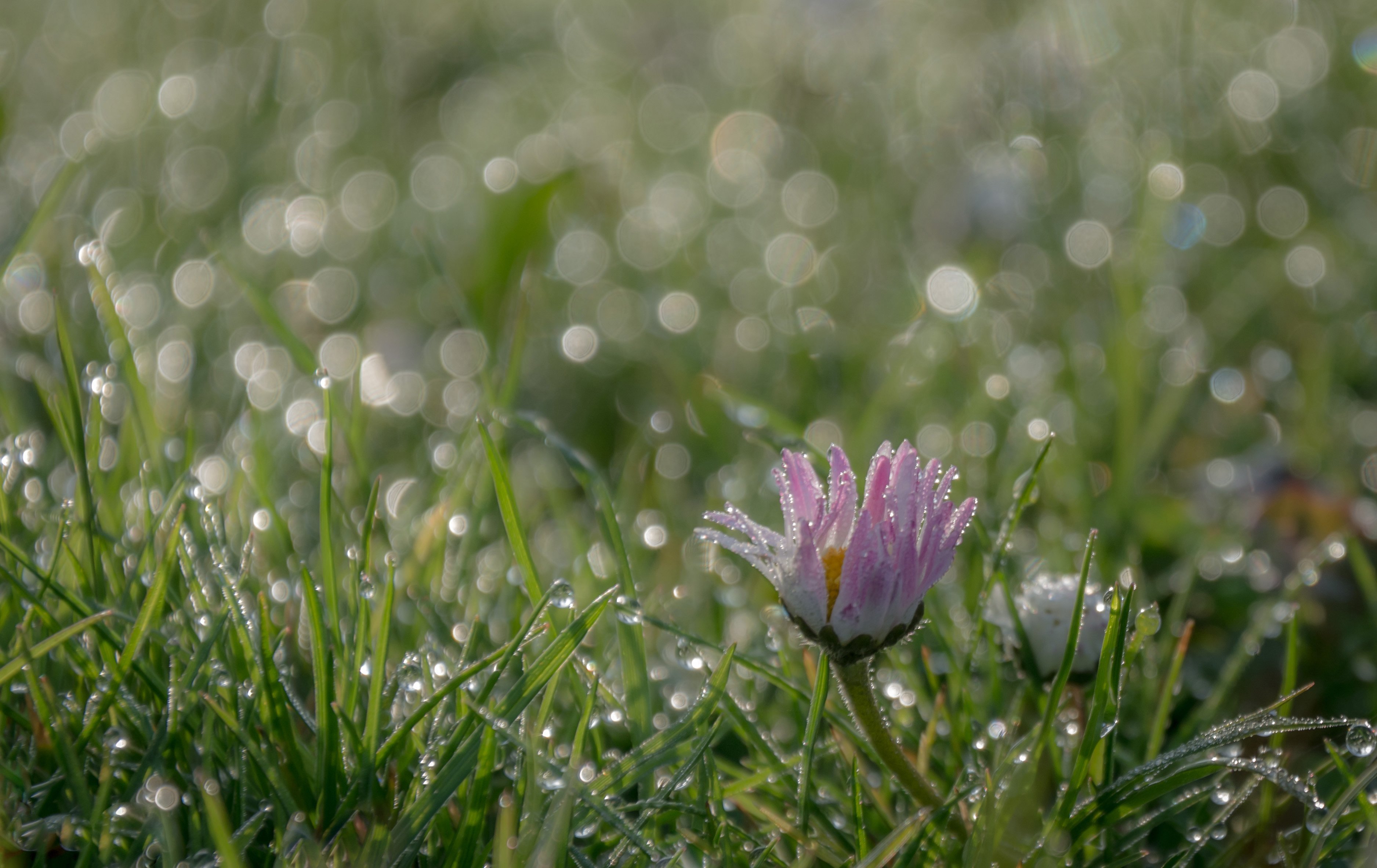 Роса выпадает в вечерний утренний. Нежные полевые цветы в росе. Утренняя роса. Цветы после дождя. Природа после дождя.