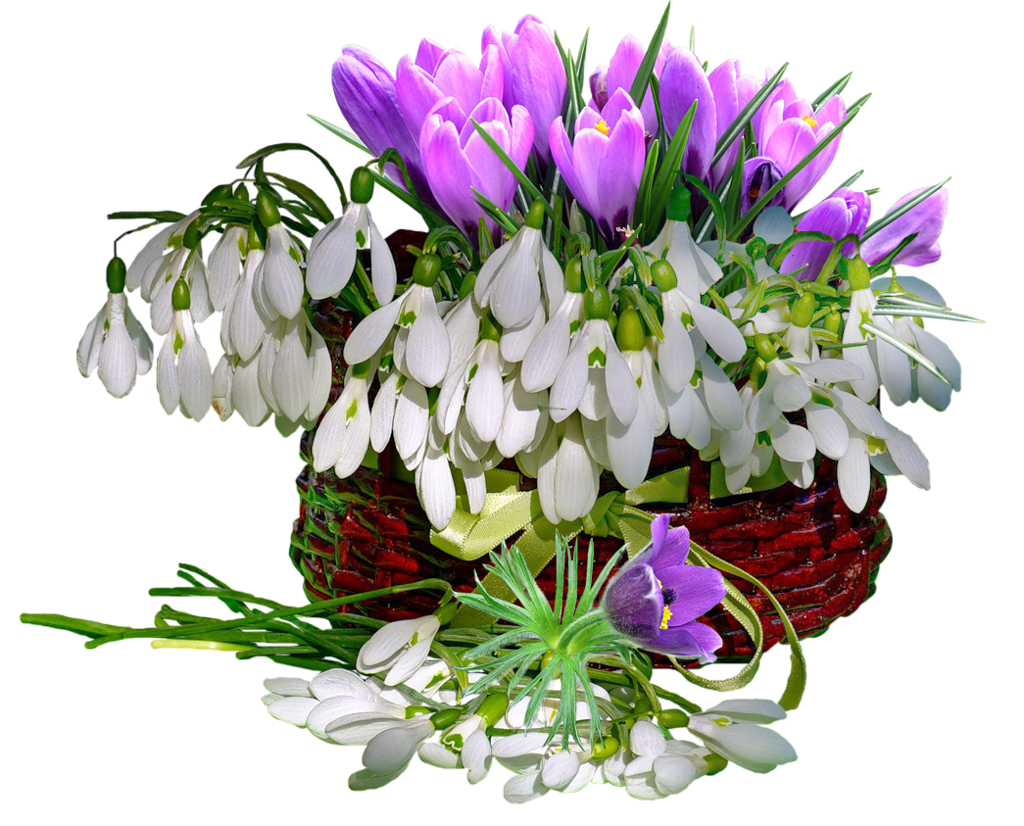 Весенние цветы фото Изображения – скачать бесплатно на Freepik