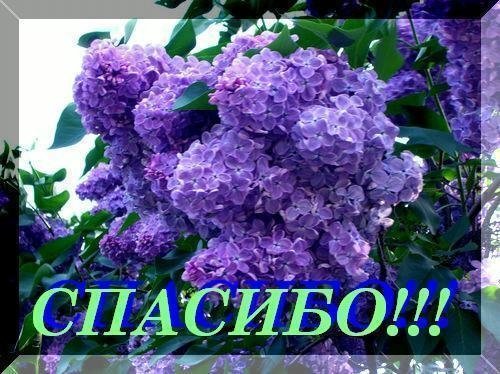 Спасибо за сирень