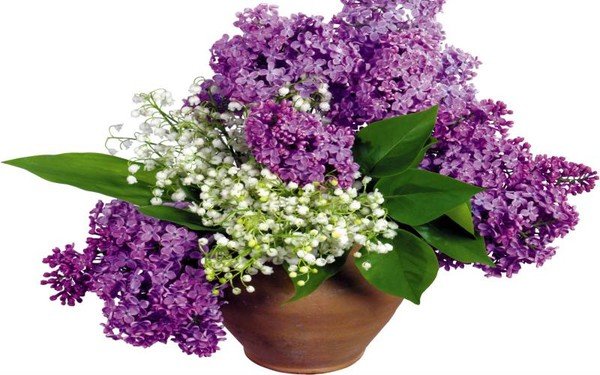 Сирень с пожеланиями