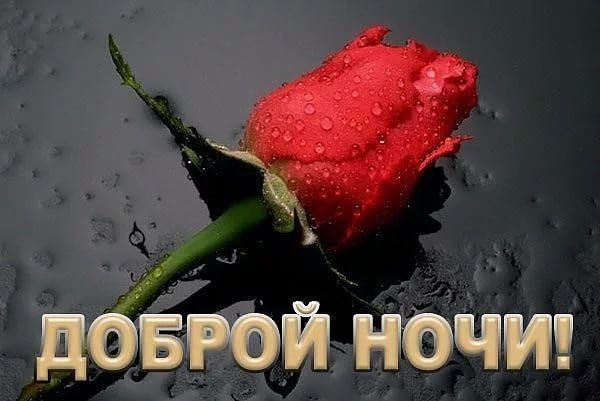 Спокойной ночи розы