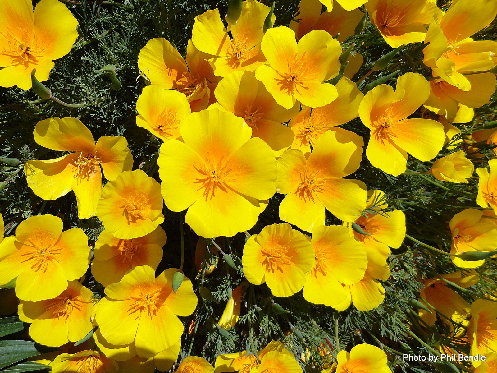 Эшшольция цветок многолетний. Эшшольция Микадо Калифорнийская. Eschscholzia californica эшшольция Калифорнийская. Эшшольция феерия Абрикосовая. Калифорнийский Мак (эшшольция).