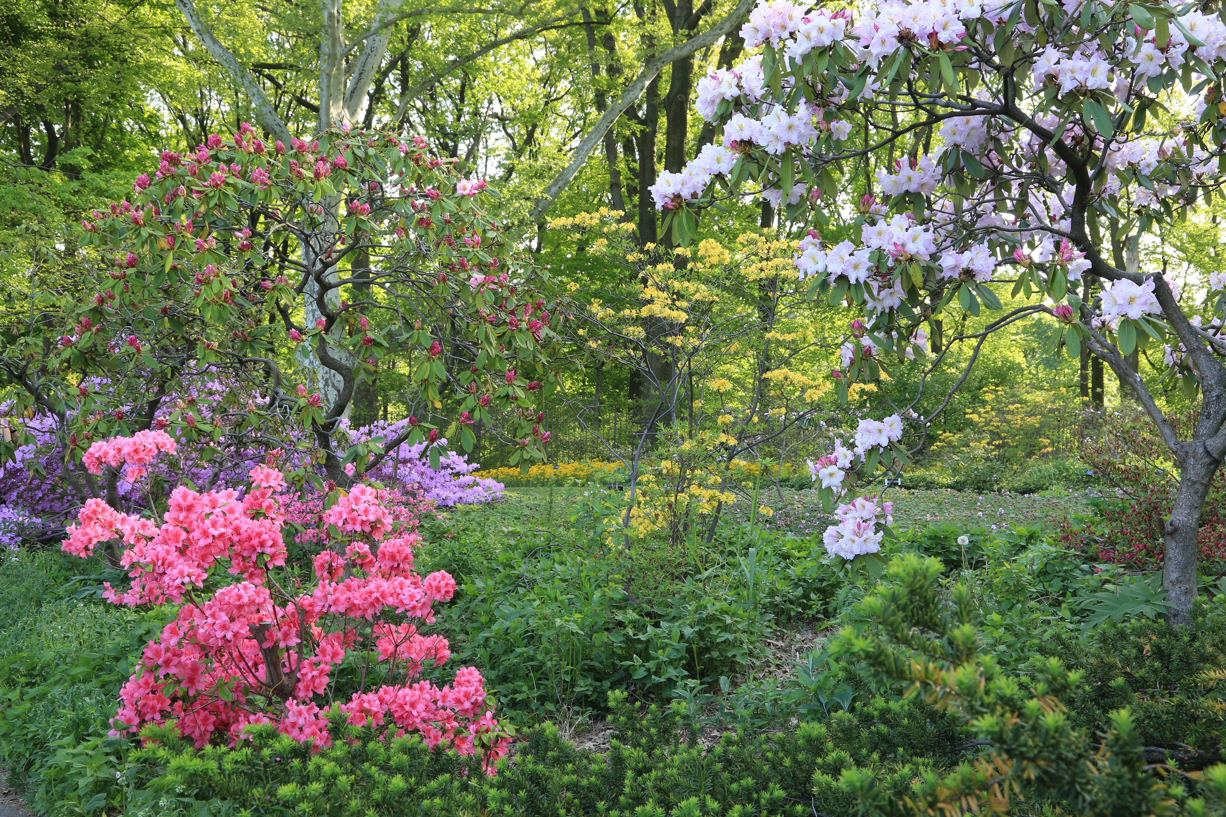 Весенний сад картинки для детей. Рододендрон спирея. Рододендрон дерево кустарник. Рододендрон Шлиппенбаха розовое дерево. Рододендрон аллея.