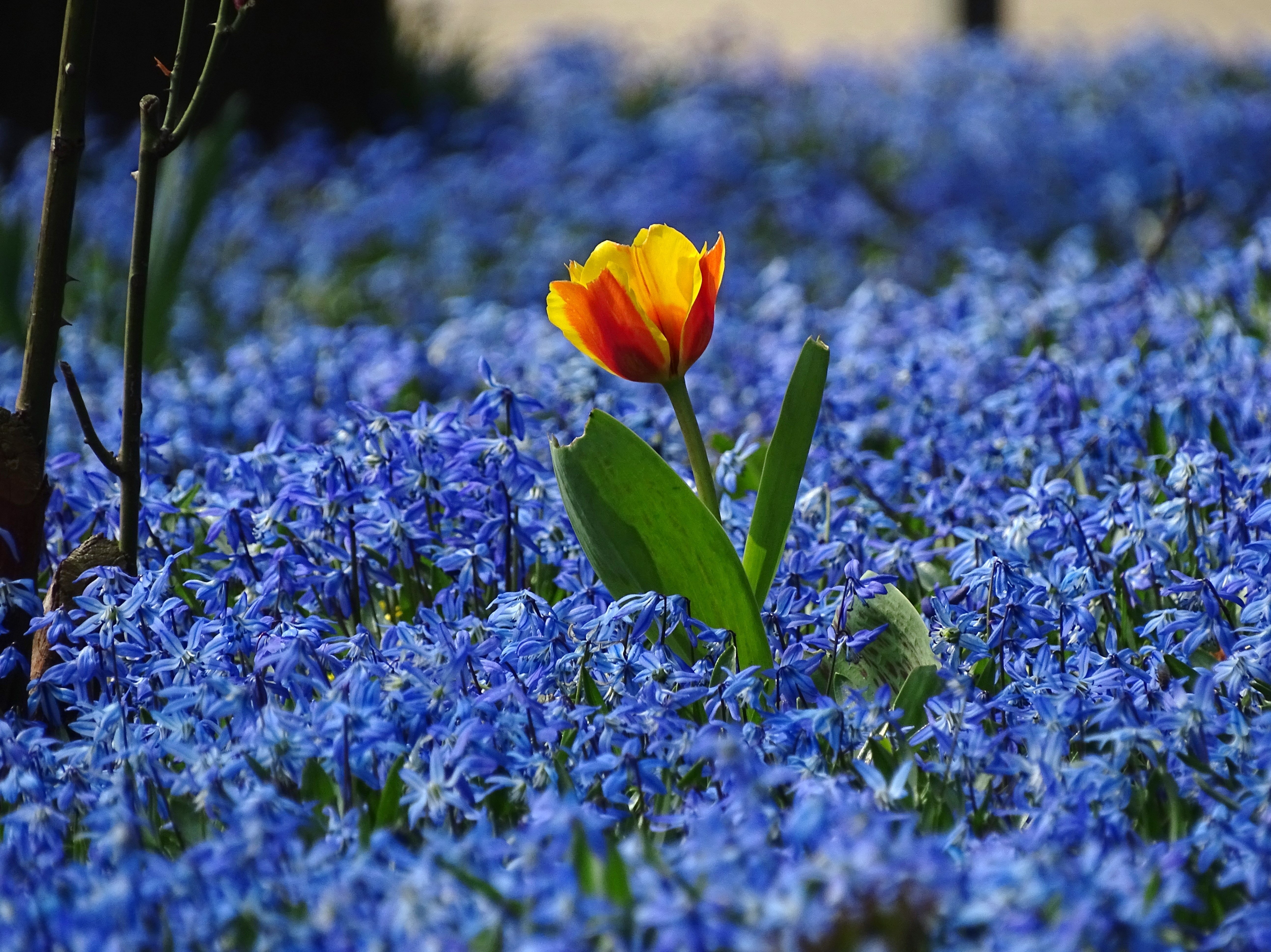 Синий цветок на лугу. Весенние цветы подснежники тюльпаны пролески. Голубые пролески. Пролески пейзаж. Пролески желтые цветы.