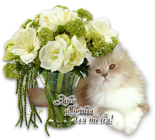 Розовые розы