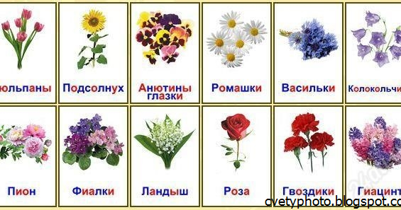 Цветы карточки для детей