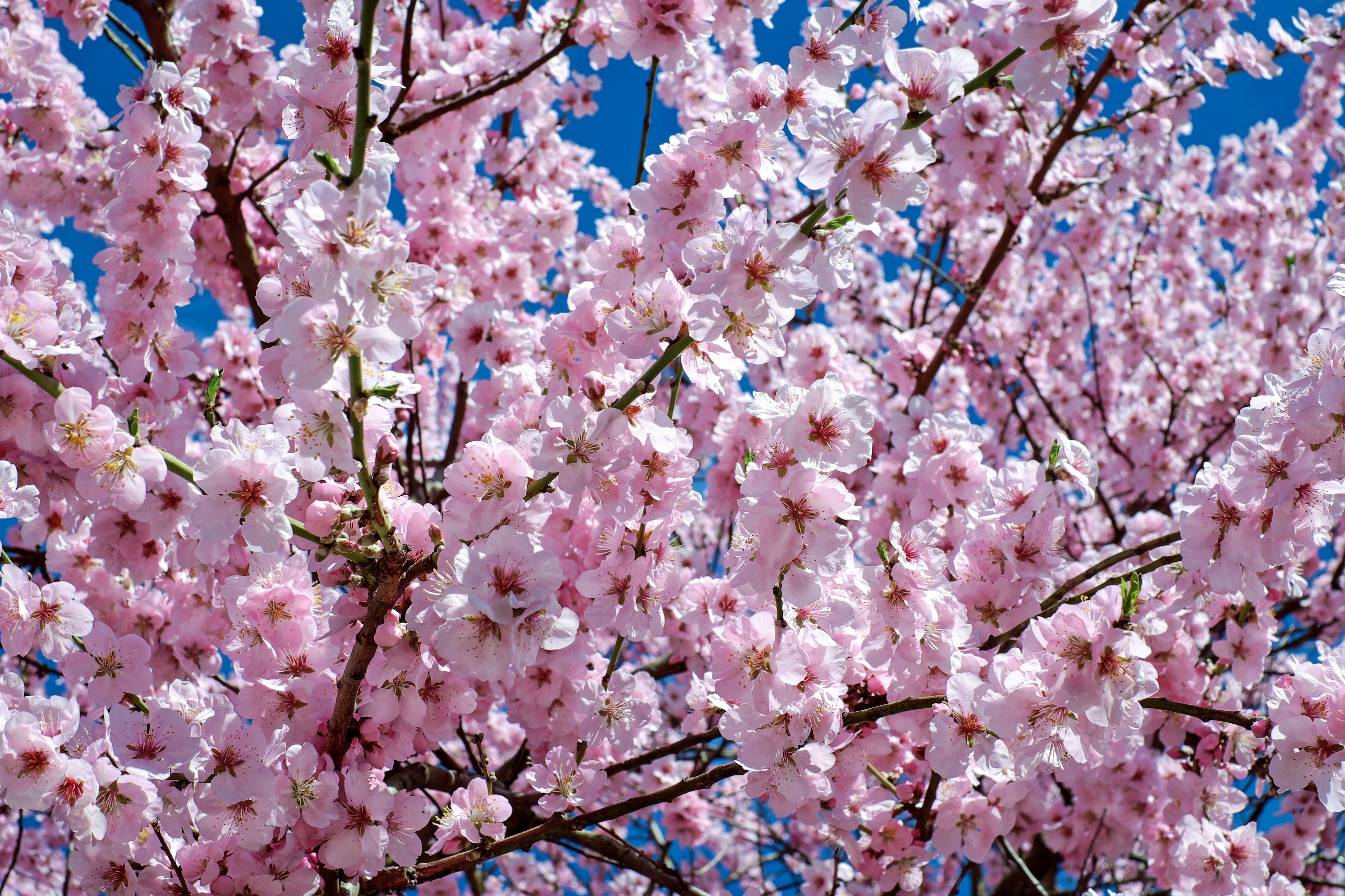 Цветы на дереве весной