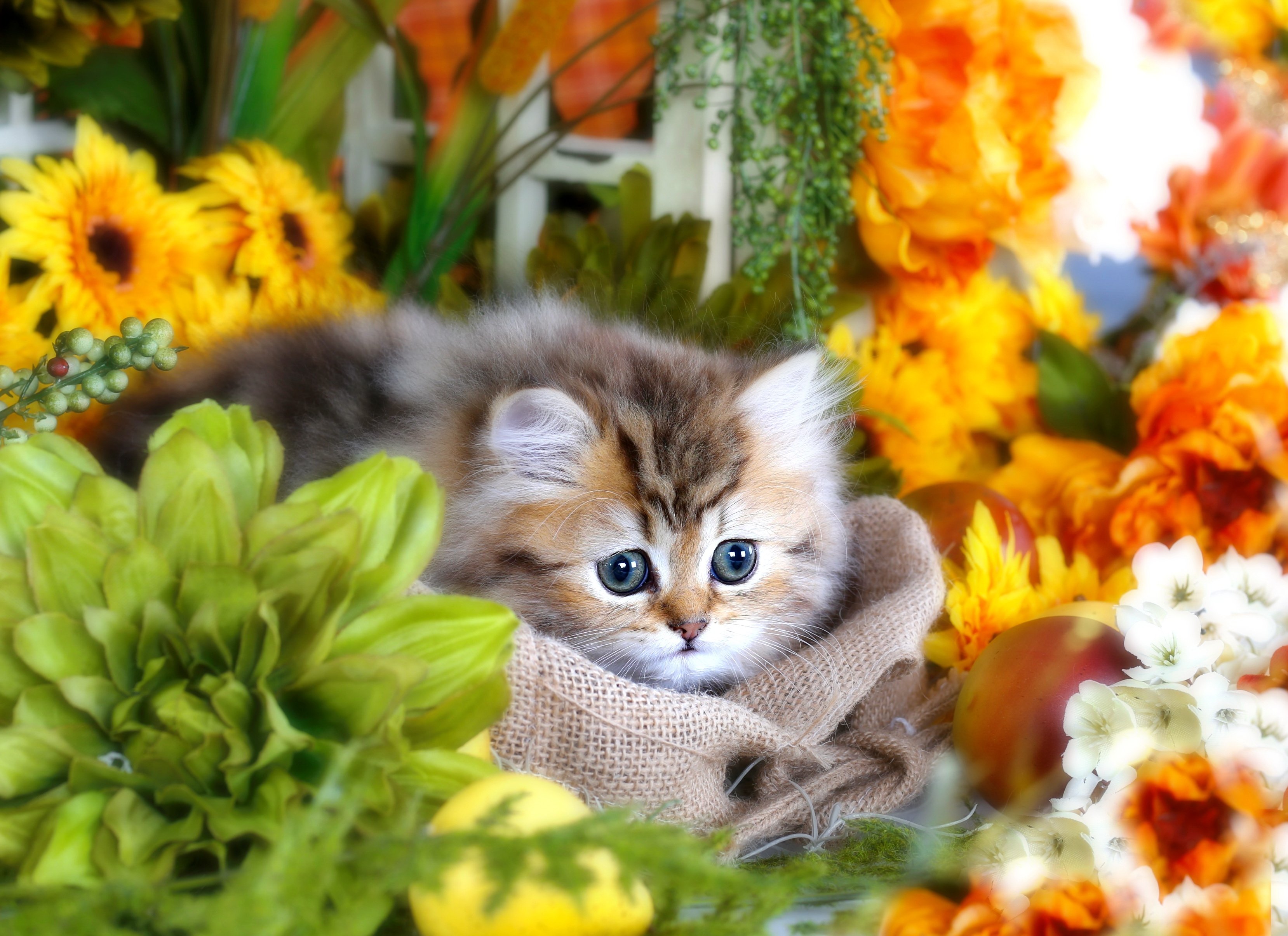 Котенок любит играть с цветами. Красивые котята. Красивые котики. Красивые пушистые котята. Котенок в цветах.