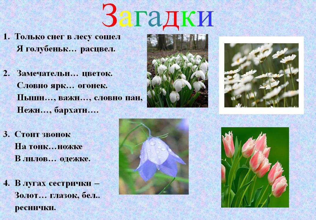 5 загадок с именами прилагательными. Загадки про весну. Загадки про весенние цветы.
