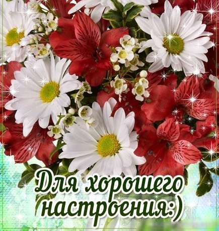 Красивые розы для хорошего настроения