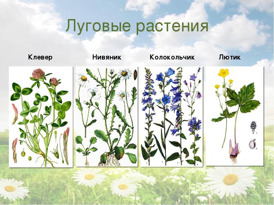 Какие растения есть на луге. Луговые растения названия. Растения Луга названия. Разновидность полевых цветов. Луговые лекарственные растения.
