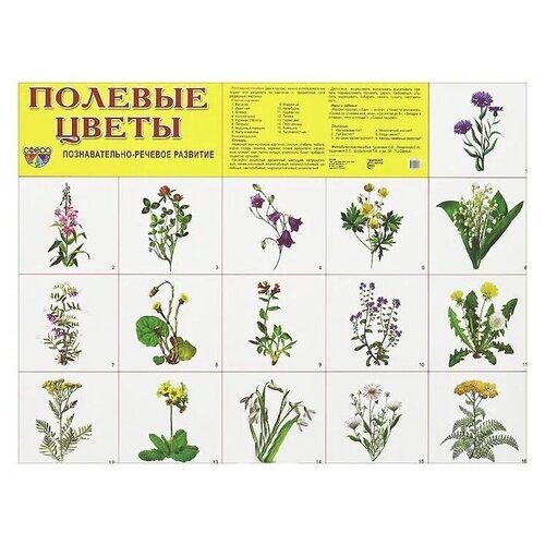 Полевые цветы с названиями для детей