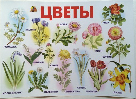 Садовые и луговые цветы