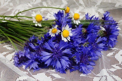 Ромашки и васильки