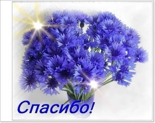 Васильки на окне