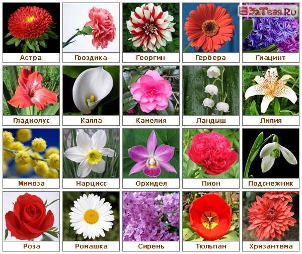 Картинки самые красивые цветы с названиями (67 фото)