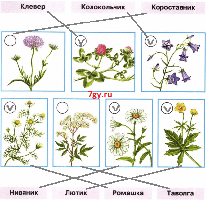 Цветы короставник нивяник Лютик таволга