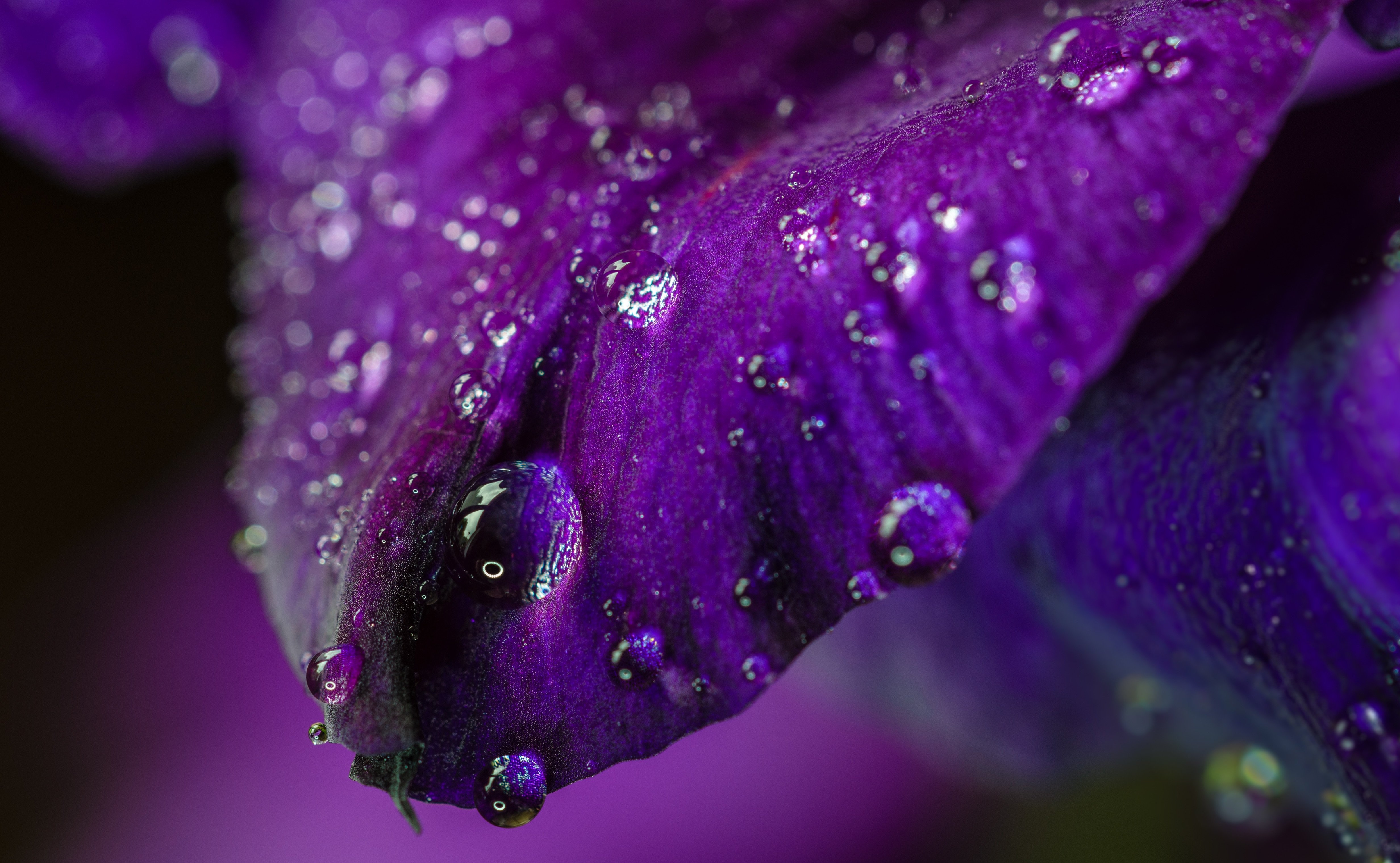 Фиолетовый цвет - красивые картинки (100 фото)