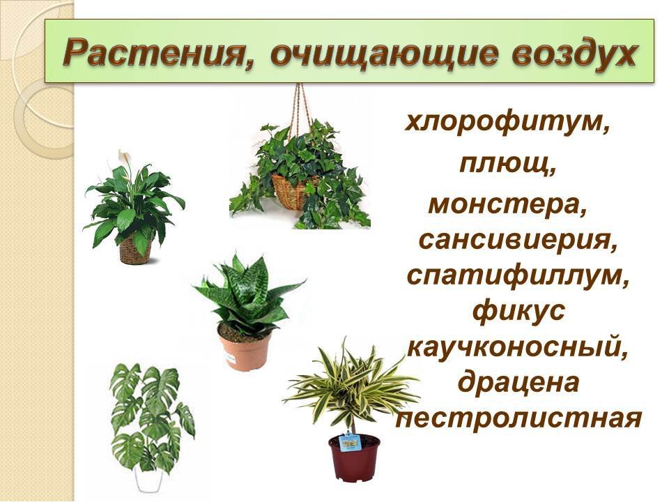 Комнатные растения много кислорода