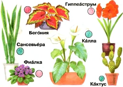 Комнатные растения и их названия