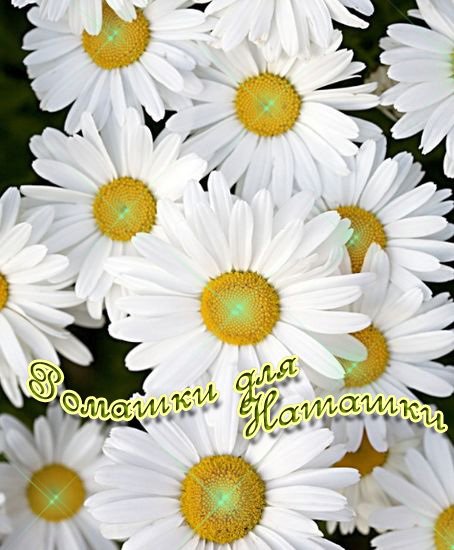 Ромашки для Наташки