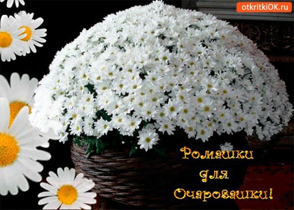 Ромашки для Наташки